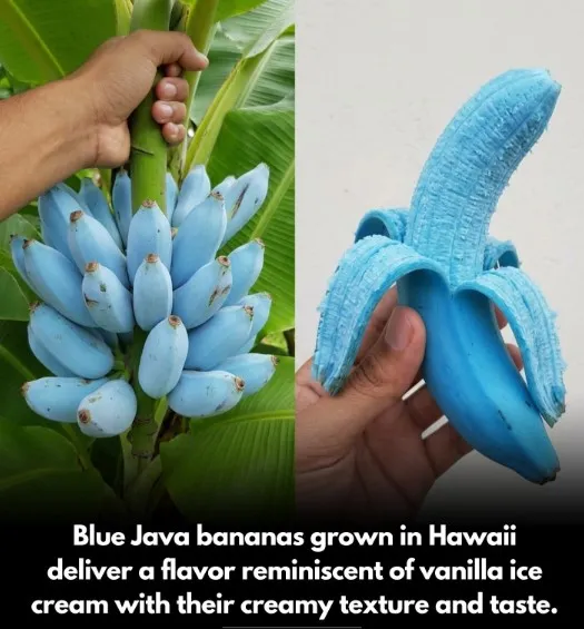 Java banana