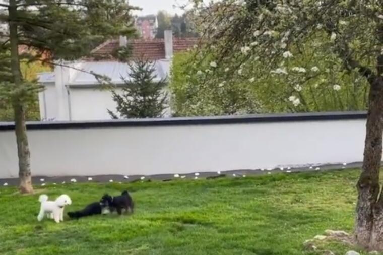 O UREĐENJU DVORIŠTA PRED PROLEĆE Kako vam četinari mogu ulepšati vrt poput cveća