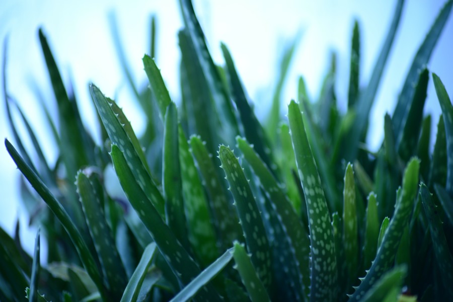KOLIKO ČESTO ZALIVATE BILJKU ALOE VERE? Ona čuva vodu a često i vaše zdravlje!