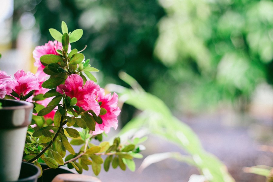 SAVETI STRUČNJAKA: Sezonska priprema balkona u 5 koraka!