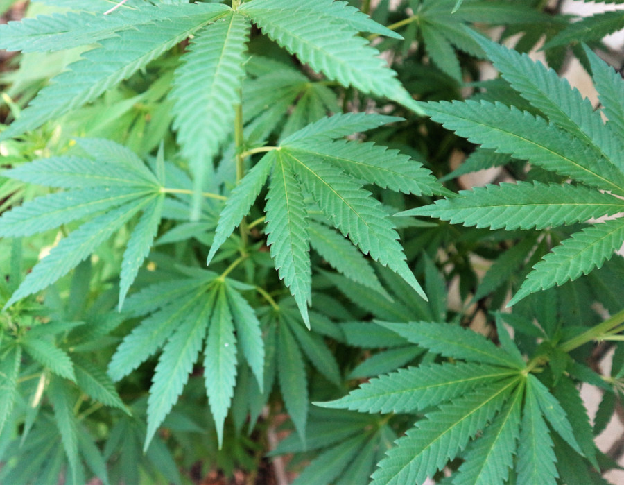 STRUČNJACI OTKRIVAJU: Da li je marihuana lek ili karta za narkomaniju?