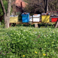 Pojava falsifikata meda je ogromna: Pčelar otkrio koja vrsta najlekovitija i kako prepoznati koji je lažni