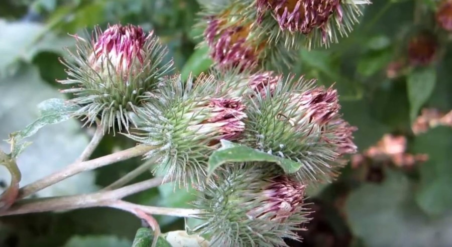 KOROVSKA BILJKA KOJA RASTE SVUDA OKO NAS JE ČISTO ZLATO: Poboljšava ukus svakog jela, a lek je za brojne bolesti!