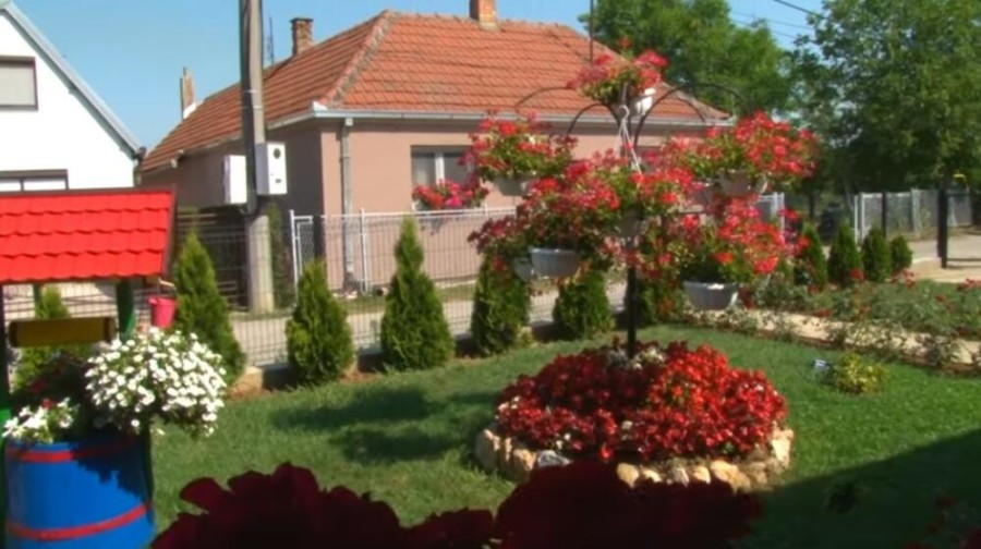 REZULTATE U VAŠOJ BAŠTI VIDEĆETE VEĆ ZA PAR DANA Zakopajte ovu namirnicu na dno saksije kad sadite biljke i videćete čudo vrlo brzo