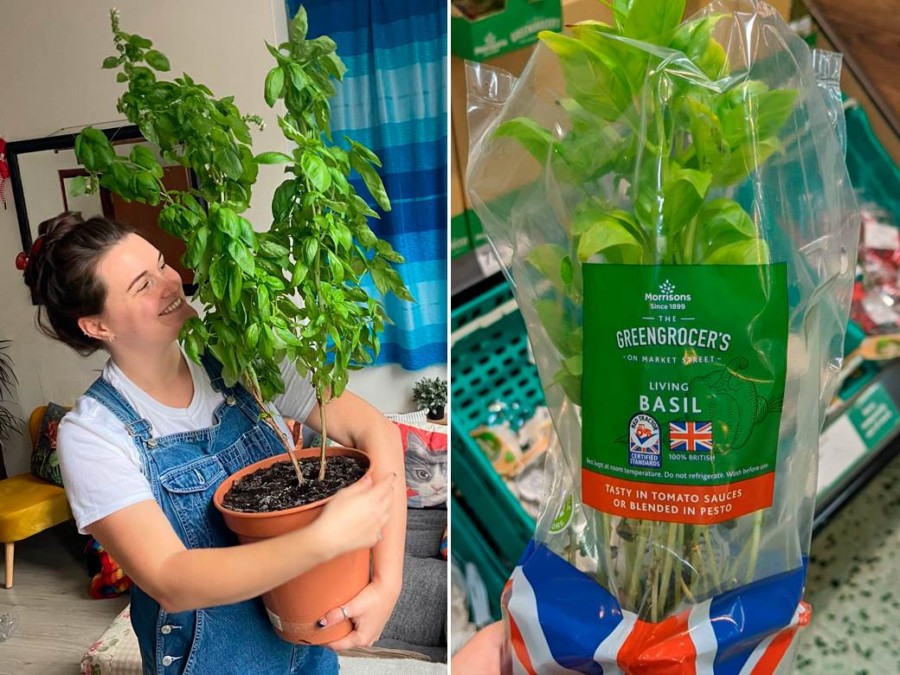 CELA KUĆA MIRISAĆE NA ČOKOLADU Ako možete da pronađete ove biljke, obavezno ih kupite