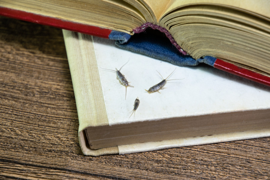OVI SAVETI SPREČAVAJU NAJEZDU ODVRATNIH INSEKATA: Evo kako se rešiti srebrnih ribica!