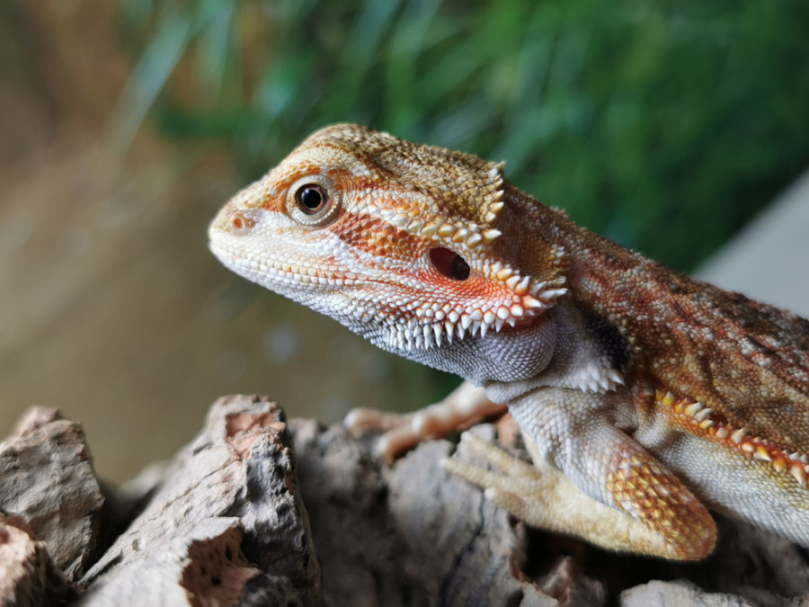 EVO KOLIKO JE HLADNO NA FLORIDI Zaleđene iguane padaju sa drveća