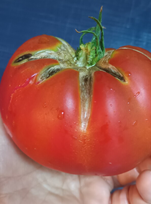 ELIKSIR ZDRAVLJA I VITALNOSTI: Paradajz jača kosti, čuva srce, ublažava umor i stres!