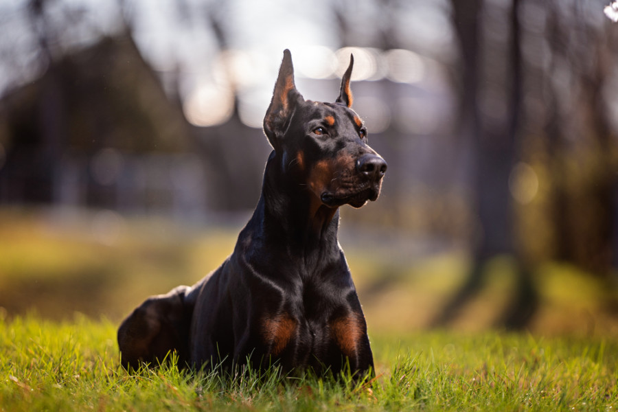 PRAVI AJNŠTAJNI: Pet najinteligentnijih rasa pasa!