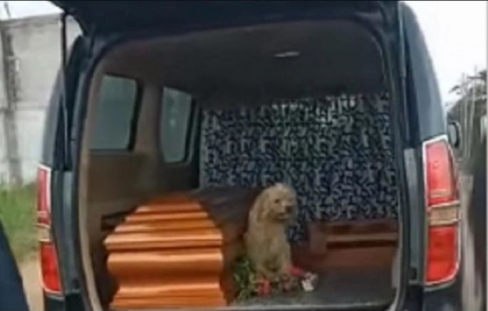 VEOMA POTRESNA SCENA: Dok su psu sahranjivali gazdaricu, nije hteo da se makne od kovčega! (VIDEO)