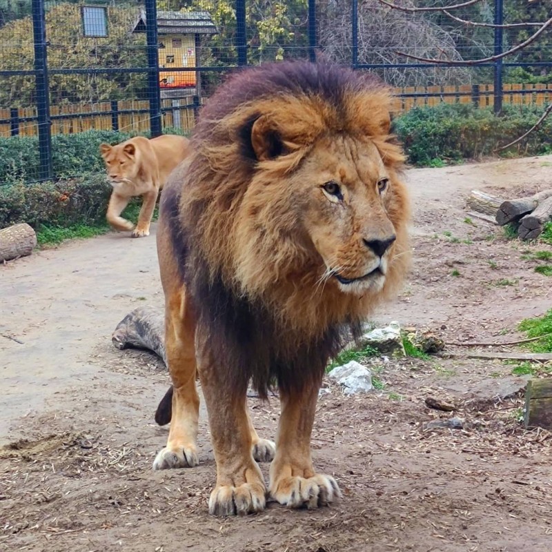 BAKA USVOJILA LAVA DA BI OBRADOVALA UNUKA ZA ROĐENDAN (foto)
