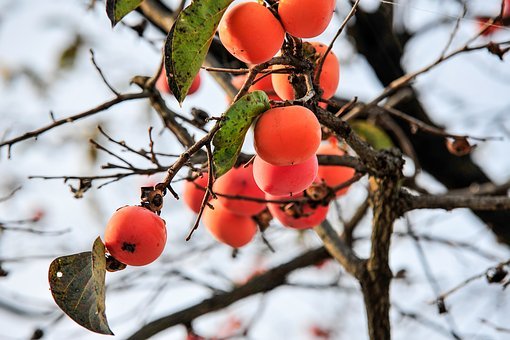 ZDRAVO I SLATKO: Pretvorite persimmon( japansku jabuku) u puding sa jednim jednostavnim sastojkom