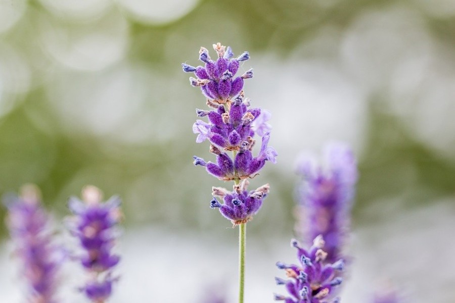 LAVANDA SE KORISTI HILJADAMA GODINA: Njene prednosti za psihu čoveka su velike