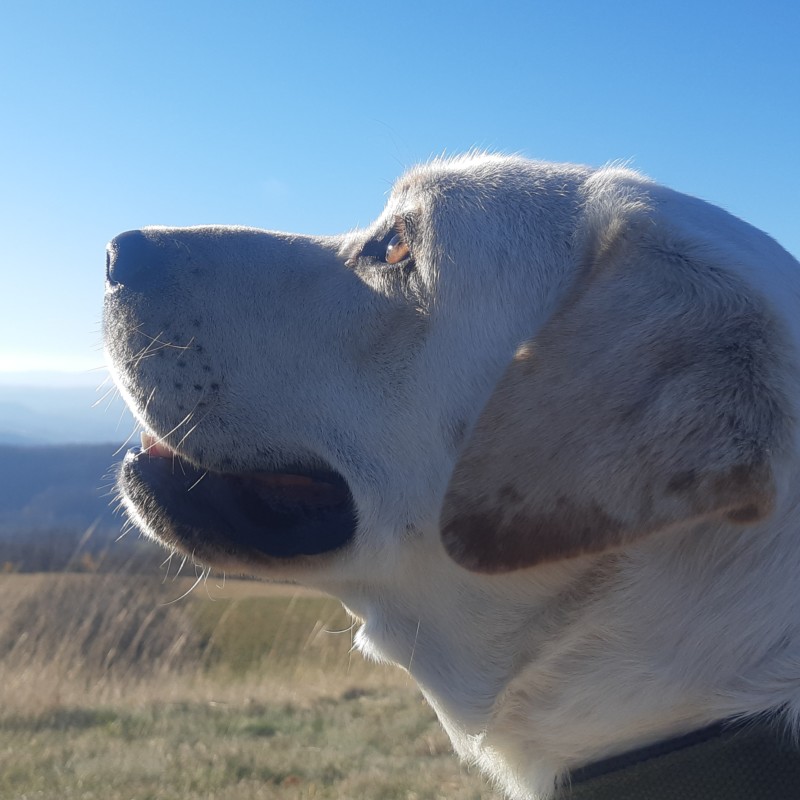 U NOVOGODIŠNJIM PRAZNICIMA NIKAD NE ZABORAVITE NA SLABIJE: Stvari se kupe i potroše, ljubav nema cenu!