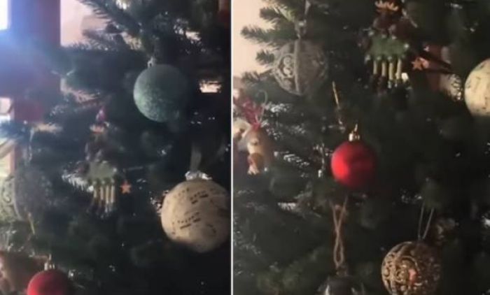 JEZIV PRIZOR: Okitili jelku pa doživeli neprijatno iznenađenje - Evo kakva opasnost je vrebala sa nje (FOTO/VIDEO)
