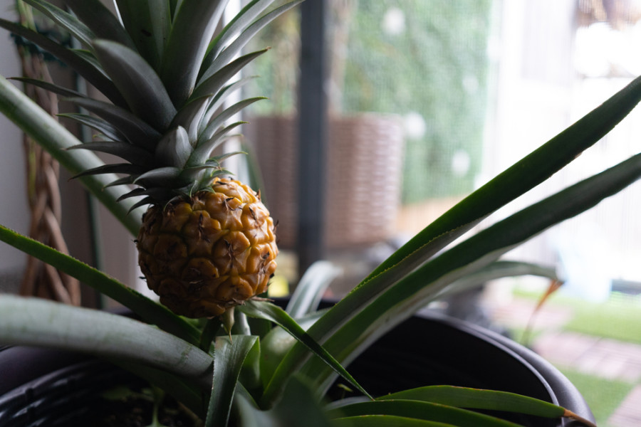 KAKO UZGAJATI ANANAS U STANU: Egzotična voćka može dobro da napreduje i u kućnim uslovima