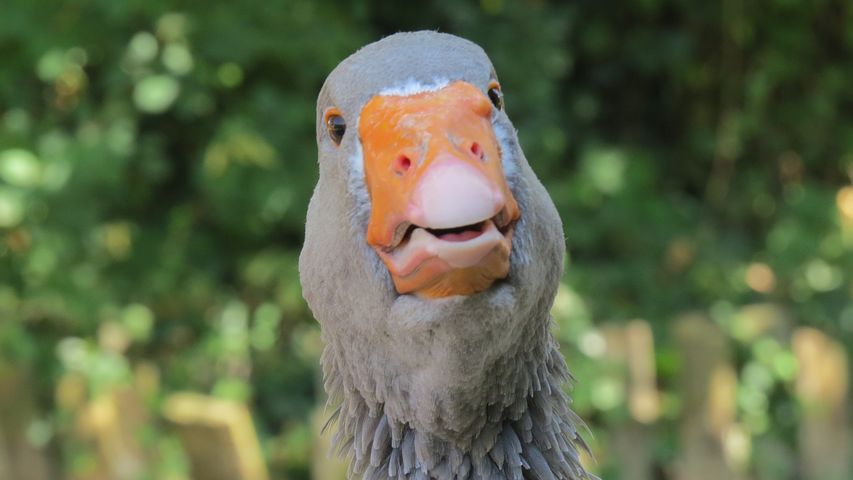 DA LI STE "LUDI" AKO KOMUNICIRATE SA ŽIVOTINJAMA? Šta nauka kaže o onima koji pričaju sa drugim živim vrstama??