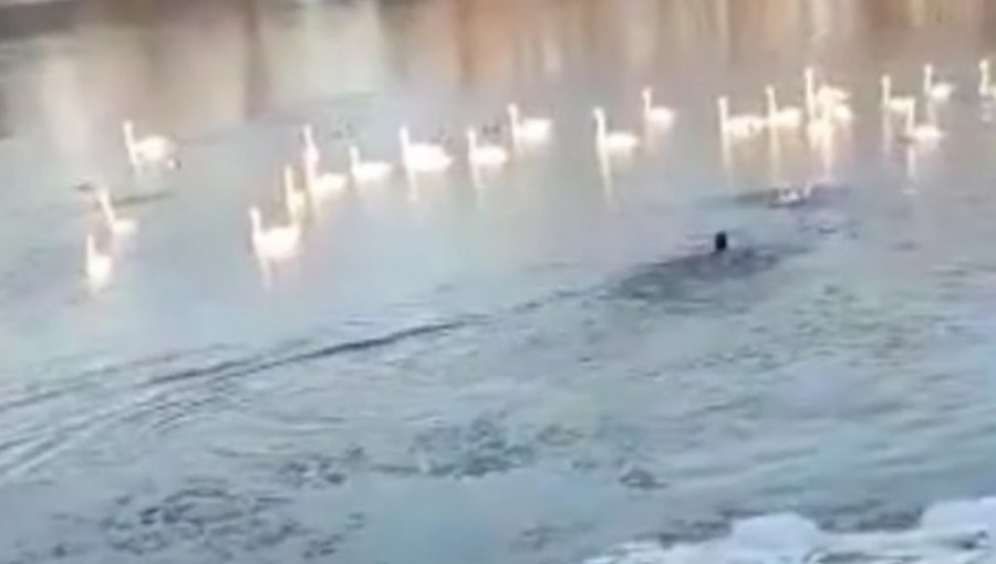 PODVIG ZA PRIMER: Nebojša skočio u ledenu Tisu da spase svog ljubimca koji je propao kad je pukao led (VIDEO)