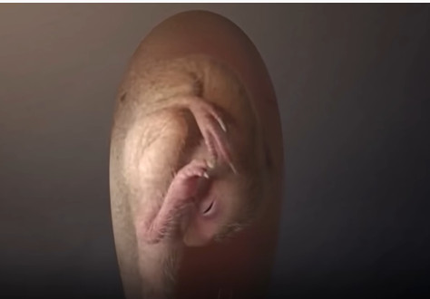 RETKO OTKRIĆE: Pronađen fosil bebe dinosaurusa u jajetu! (VIDEO)