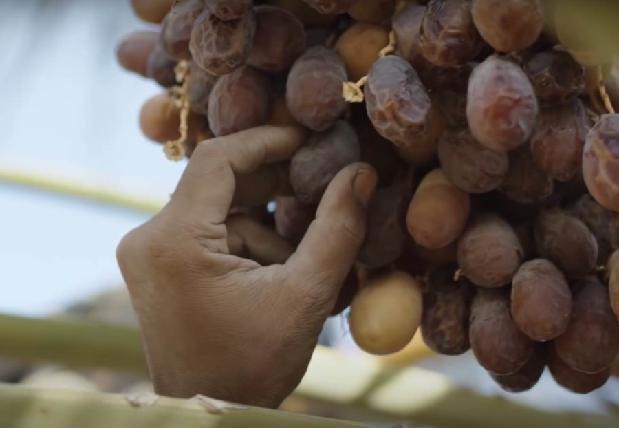 KOLIKO SU URME ZAPRAVO ZDRAVE Deo su ishrane hiljadama godina a ovo je razlog