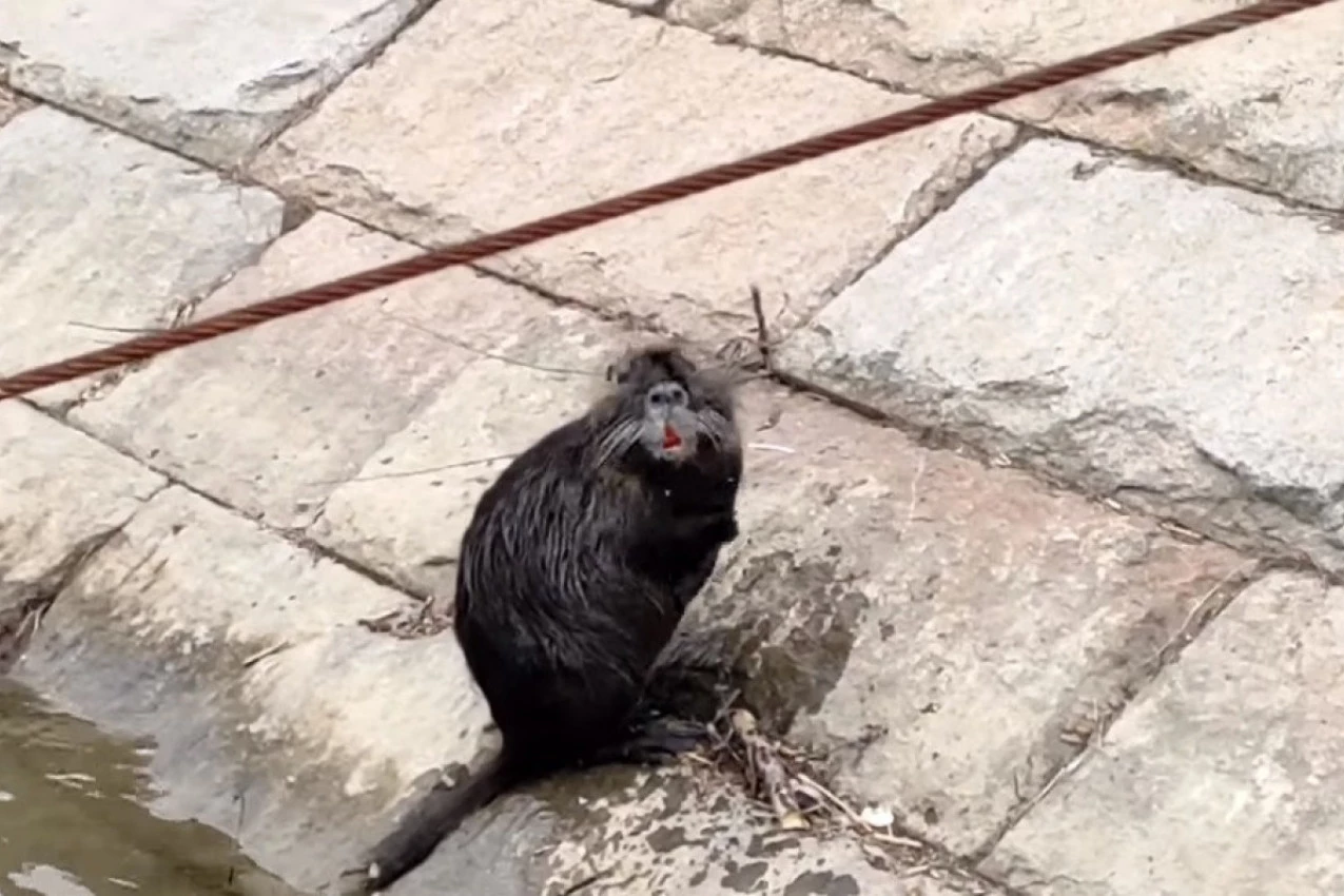 NEVEROVATAN PRIZOR NA RECI: Prolaznici na keju stajali u čudu i snimali! (VIDEO)