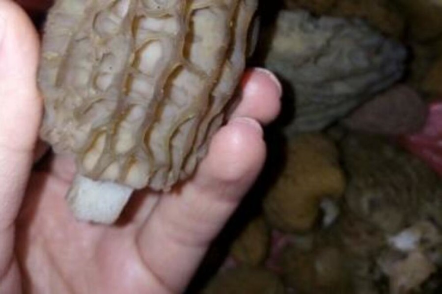 DA LI ZNATE ŠTA JE NA FOTOGRAFIJI: Raste u Srbiji, cena ide i do 100 evra za kilogram!