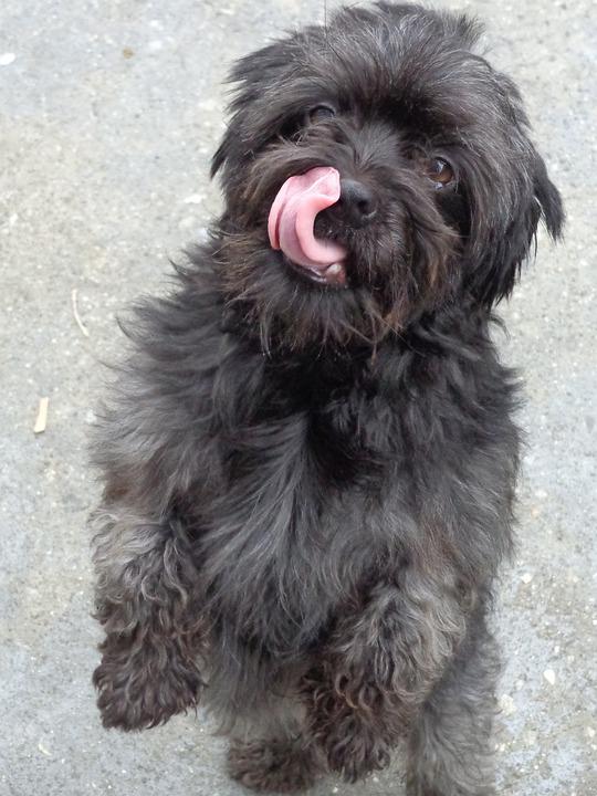 KAD KOMŠIJA SPREMA ROŠTILJ Urnebesni snimak psa koji je osetio miris ćevapa kod suseda