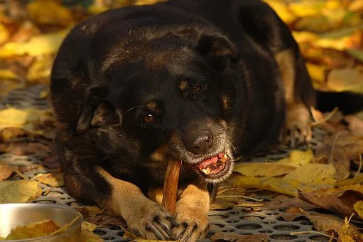 ČOKOLADA JE OTROVNA ZA PSE! Veterinarka otkriva kako možete pomoći ljubimcu, ako se dokopa ove poslastice!