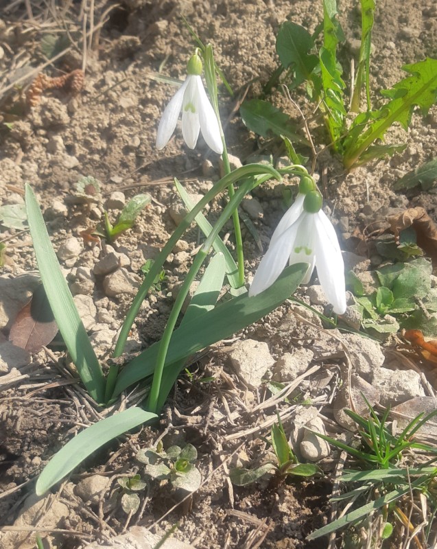 STIŽE NAM LEPŠE VREME: Temperature će preći 20 stepeni!