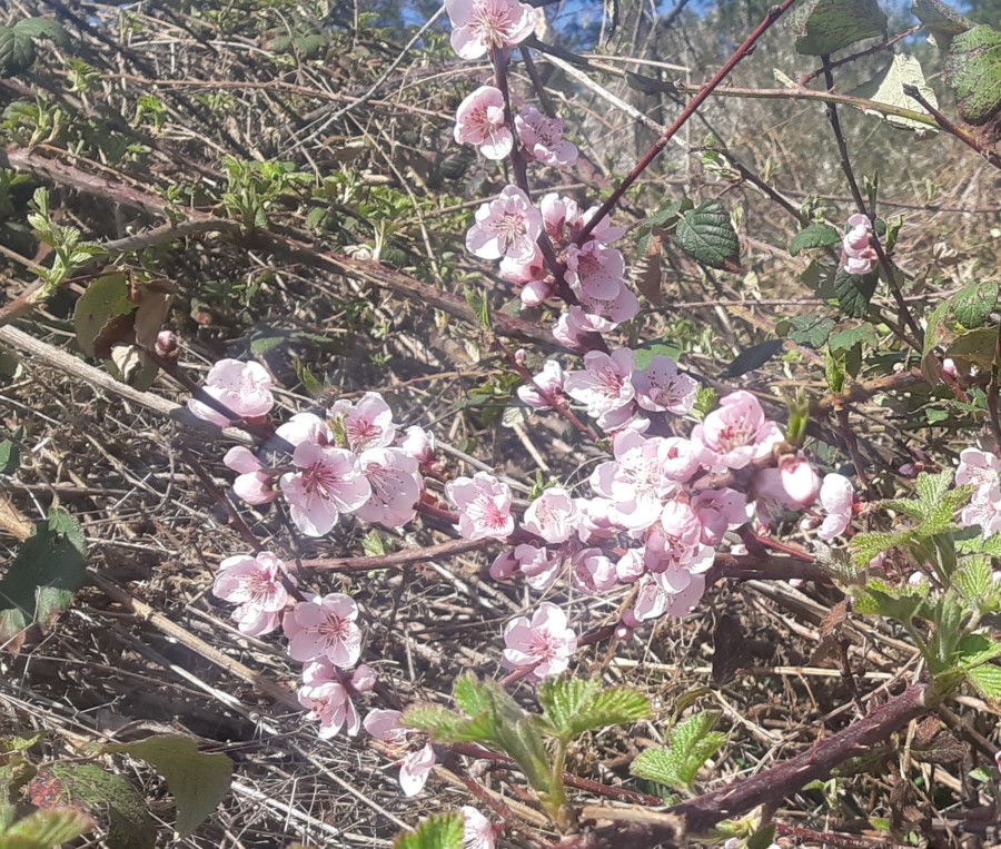 ZAOBIĐITE OTROVNE HEMIKALIJE: Zaštitite svoje voćke na ovaj način!