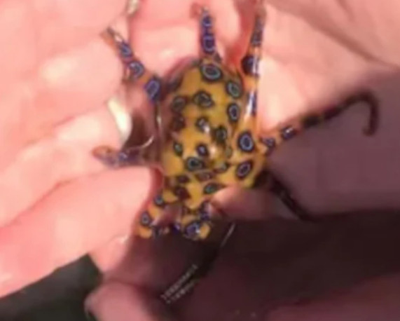 ŽENA JE ZAMALO STRADALA NA ODMORU! Nije znala šta ima u rukama! (VIDEO)