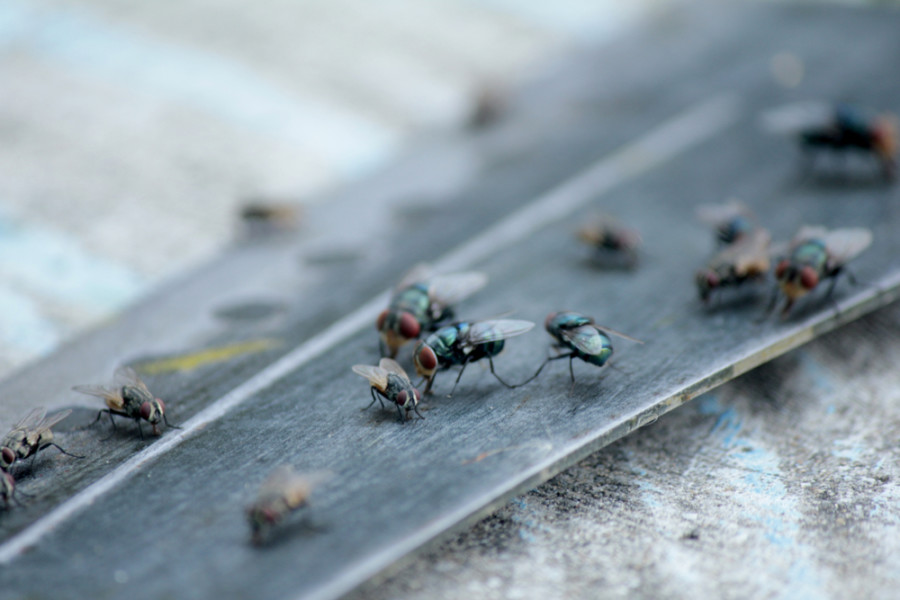 BEZ OTROVNIH HEMIKALIJA: Šest stvari kojima ćete zauvek izbaciti insekte iz kuće