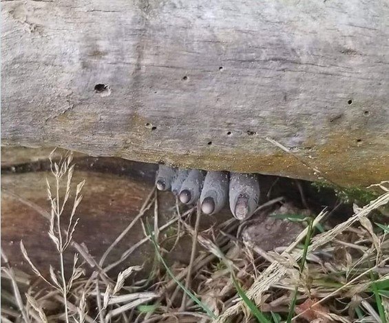 MNOGI NISU ZNALI ŠTA JE OVO: Malo "čudovište" živi i u Srbiji, zapalilo je društvene mreže