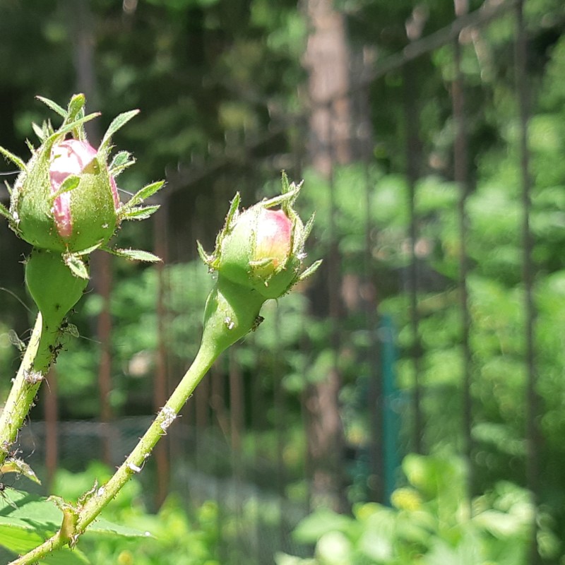 KAKO PROTIV BILJNIH ŠTETOČINA: Prirodnim preparatima i bez insekticida!