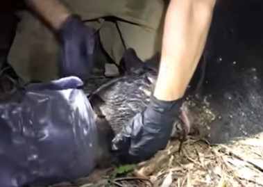 MLADUNČE MEDVEDA ZAGLAVILO U PLASTIČNOJ FLAŠI! Tim biologa ga uspešno spasio (VIDEO)