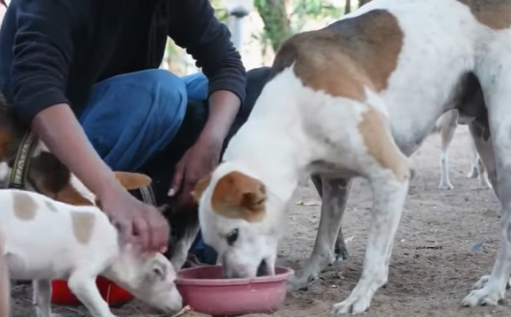 ZA ONE KOJI ŽELE KUĆNOG LJUBIMCA Festival pasa svih rasa održava se na Kalemegdanu