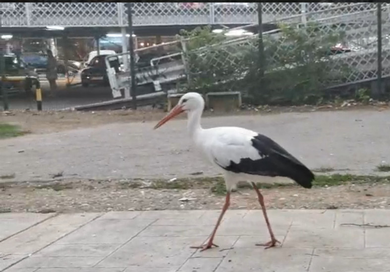 ATRAKCIJA U NOVOM SADU Veliki porast broja belih roda
