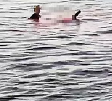 POGLEDAJTE JEZIV SNIMAK SUSRETA AJKULE SA SURFERIMA Jedan je podigao noge, a onda je krenula ka drugom...