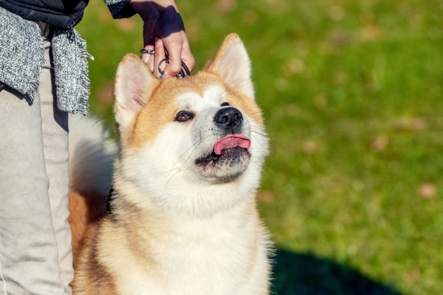 JEZIVA ISPOVEST BEOGRAĐANKE O NAPADU PSA: Akita mi je kidala meso sa tela, dok je vlasnik samo gledao!