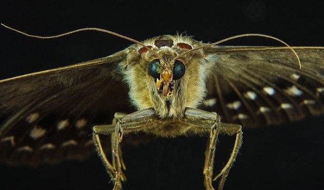 PRONAĐEN NAJVEĆI MOLJAC NA SVETU: Krila od 25 centimetara! (FOTO)