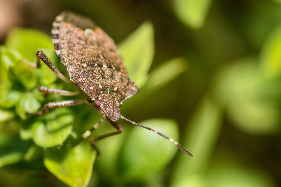 S PROLEĆEM DOLAZE I INSEKTI A MEĐU PRVIMA SU OMRAŽENE SMRDIBUBE Rešite ih se za svagda, poprskajte ih ovim i neće se pojaviti više u vašem domu