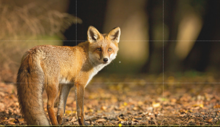 IZ KINE STIGLE ALARMANTNE VESTI Razviće se virusi mutanti koji će preko krzna životinja preći na ljude