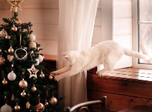 Mačka vam stalno "napada" jelku? Ova dva trika mogu lako rešiti problem