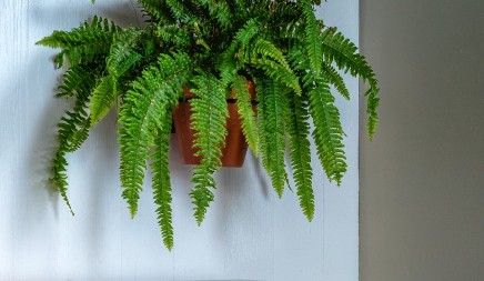 Želite bujnu paprat u stanu? Ovih pet pravila čine čuda