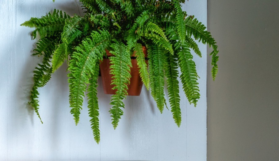 Želite bujnu paprat u stanu? Ovih pet pravila čine čuda