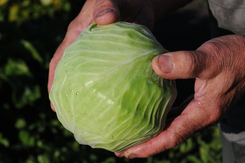 Topi se u ustima -  recept za najfiniji kupus koji ćete probati ove zime 