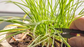 Imate ovu biljku u bašti - odlično uspeva, koristi se u kuhinji, ali krije opasnost za ljubimce