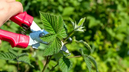 Ne ostavljajte sve izdanke malina – uklonite ove u oktobru za bolji rod