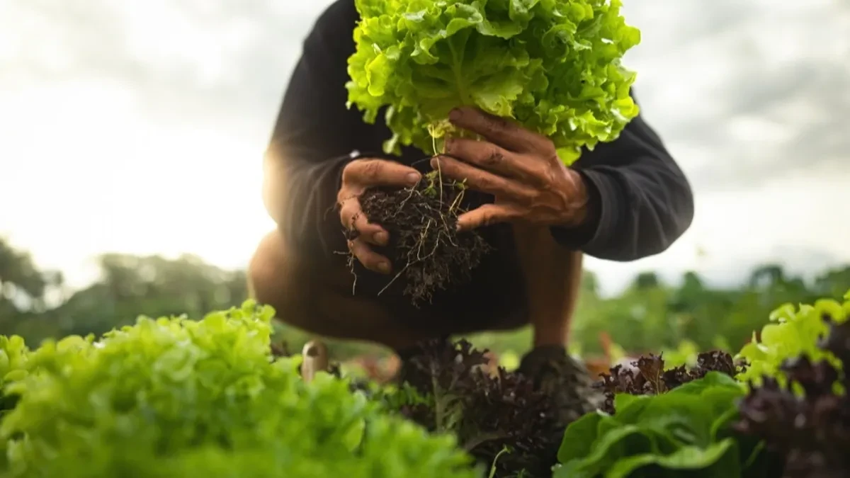 Čaj od zelene salate? Da, dobro ste čuli, a evo i zašto ga ljudi piju pred spavanje (VIDEO)