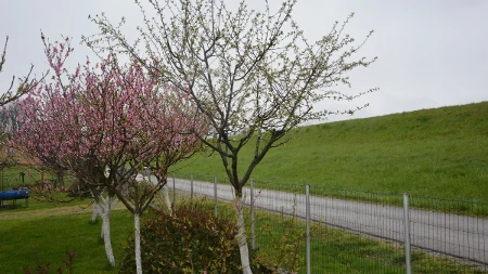 Mlada kora zimi lako strada – postavljena plastična boca može pomoći